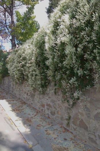 Фаллопія Ауберта (Горець) | Polygonum aubertii | Фаллопия Ауберта (Горец)